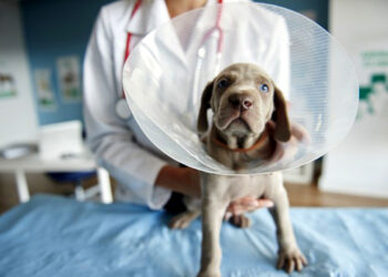 Quel est le chien le plus facile à vivre ?