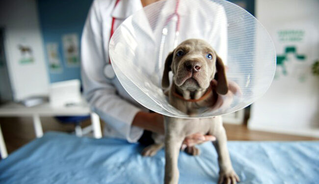 Quel est le chien le plus facile à vivre ?