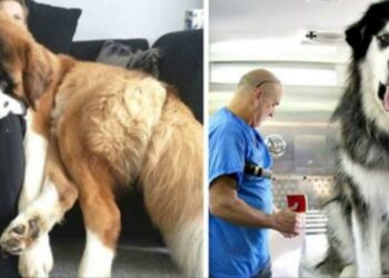 Quel est le chien le plus gentil ?