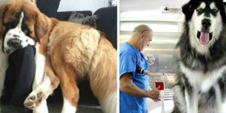 Quel est le chien le plus gentil ?