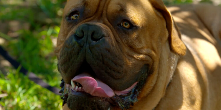 Quel est le chien le plus gentil du monde ?