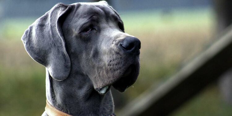 Quel est le chien le plus gentil du monde ?