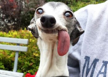 Quel est le chien le plus gentil du monde ?