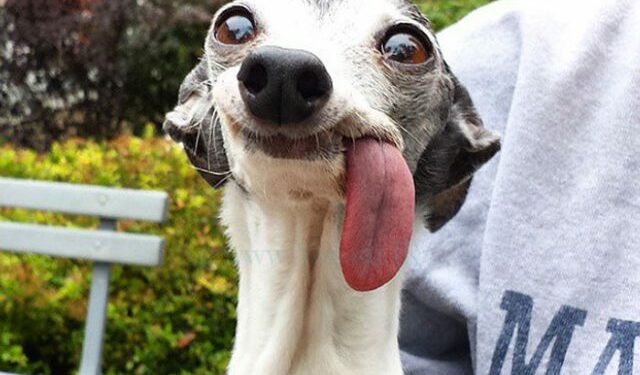 Quel est le chien le plus gentil du monde ?