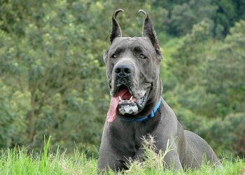 Quel est le chien le plus gentil du monde ?