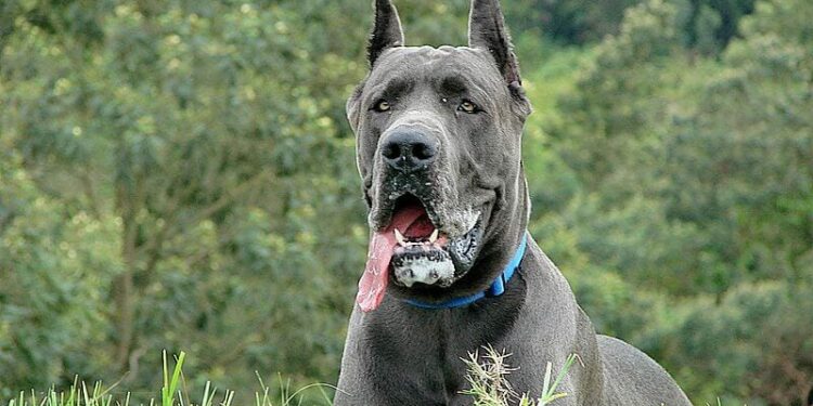 Quel est le chien le plus gentil du monde ?