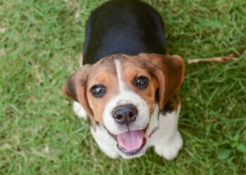 Quel est le chien le plus gentil du monde ?