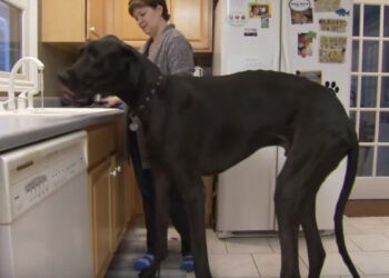 Quel est le chien le plus imposant ?