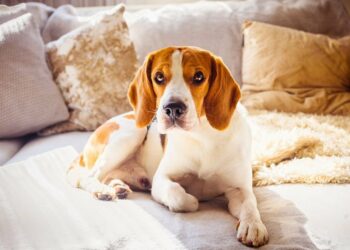 Quel est le chien le plus obéissant ?