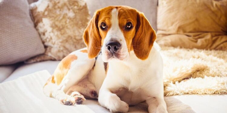 Quel est le chien le plus obéissant ?