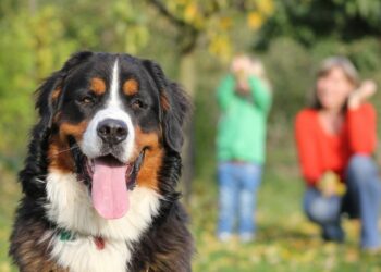 Quel est le chien le plus obéissant ?