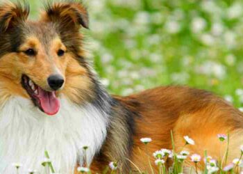 Quel est le chien le plus obéissant ?