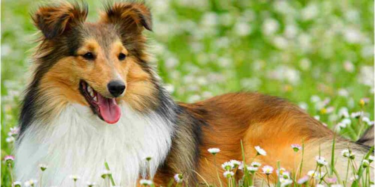 Quel est le chien le plus obéissant ?