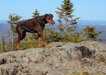 Quel est le chien le plus obéissant ?