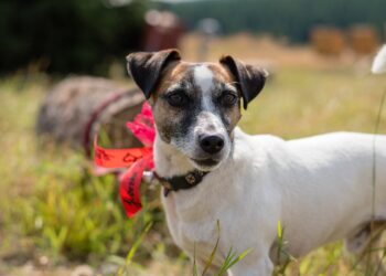 Quel est le chien le plus obéissant ?