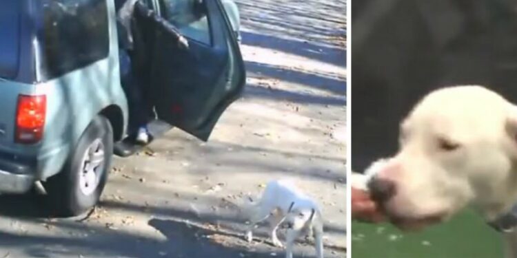 Quel est le chien le plus vendu ?