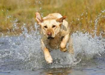 Quel est le chien qui nage le mieux ?