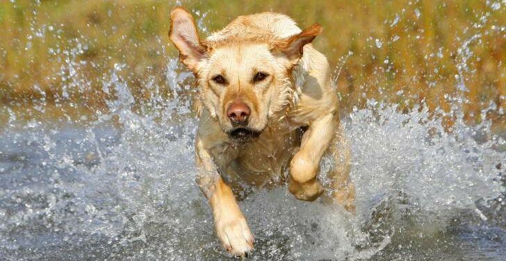 Quel est le chien qui nage le mieux ?