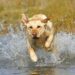 Quel est le chien qui nage le mieux ?