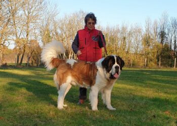 Quel est le chien qui peut tuer un lion ?