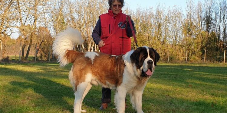 Quel est le chien qui peut tuer un lion ?