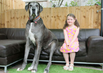 Quel est le chien qui peut tuer un lion ?