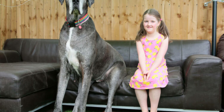 Quel est le chien qui peut tuer un lion ?