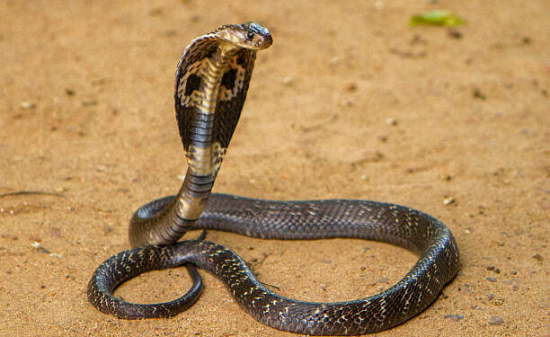 Quel est le cri du cobra ?