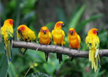 Quel est le cri du moineau ?