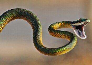 Quel est le cri du serpent ?