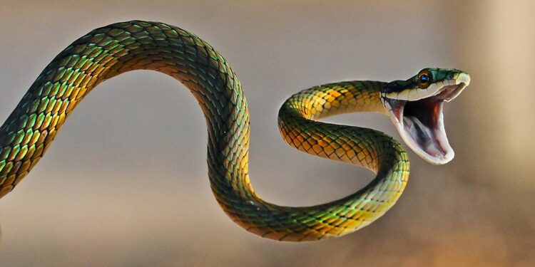 Quel est le cri du serpent ?