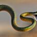 Quel est le cri du serpent ?