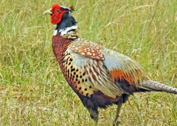 Quel est le cri d'un faisan ?