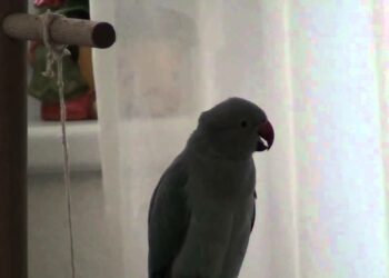 Quel est le cri d'un oiseau ?