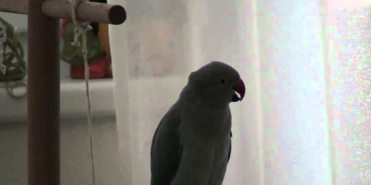 Quel est le cri d'un oiseau ?