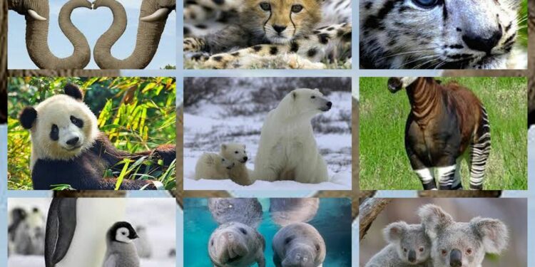 Quel est le cri d'un renard ?