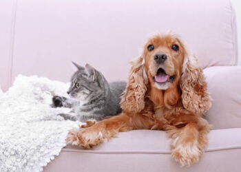 Quel est le cri d'un renard ?