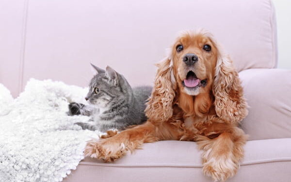 Quel est le cri d'un renard ?