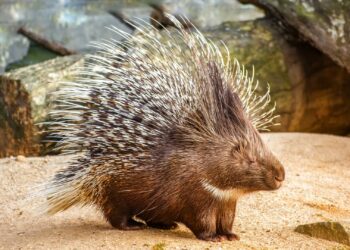 Quel est le crie du lion ?