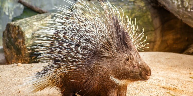 Quel est le crie du lion ?