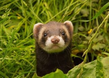 Quel est le danger des furet ?