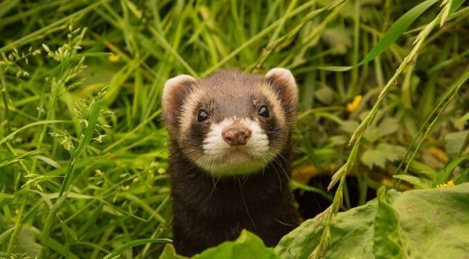 Quel est le danger des furet ?
