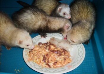 Quel est le danger des furet ?