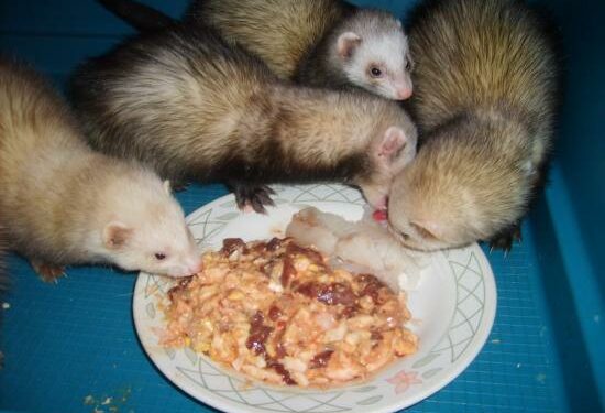 Quel est le danger des furet ?