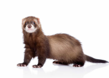 Quel est le danger des furet ?