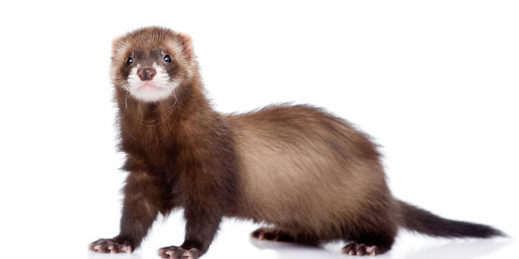 Quel est le danger des furet ?