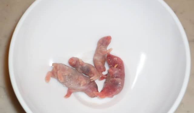 Quel est le danger des furet ?