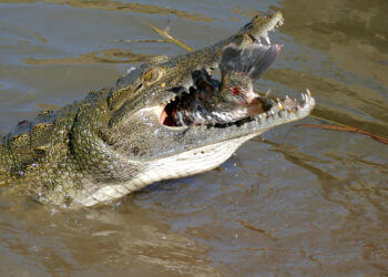 Quel est le féminin de crocodile ?