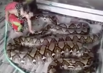 Quel est le féminin de crocodile ?