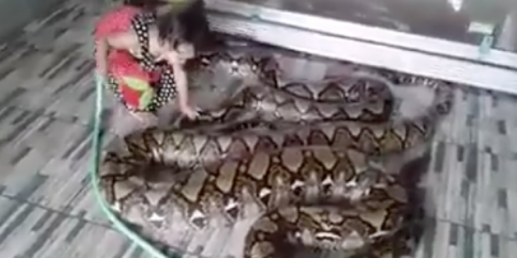 Quel est le féminin de crocodile ?